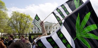 Uso marihuana Estados Unidos- miaminews24