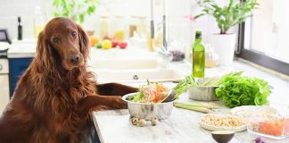 recetas caseras alimentación mascota-miaminews24