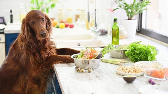 recetas caseras alimentación mascota-miaminews24