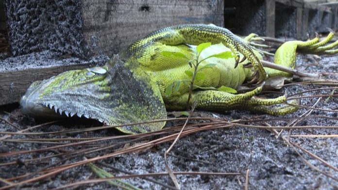 iguanas congeladas florida