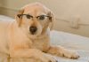 Existen muchas razas de perros inteligentes en el mundo - miaminews24