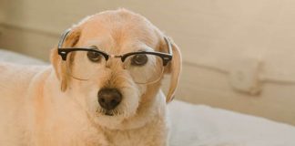 Existen muchas razas de perros inteligentes en el mundo - miaminews24