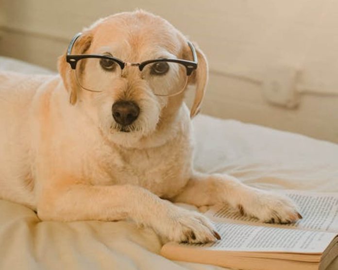 Existen muchas razas de perros inteligentes en el mundo - miaminews24