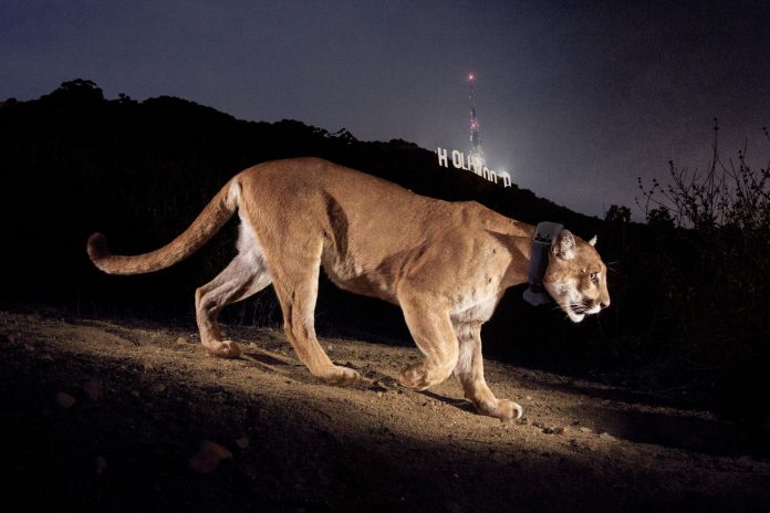 Fue sacrificado el famoso puma de Los Ángeles P-22 - miaminews24