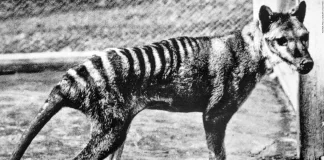 Restos del último tigre de Tasmania fueron hallados en un museo - miaminews24