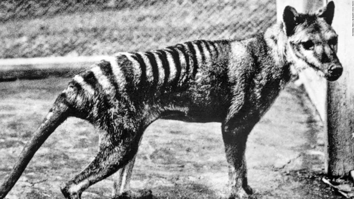 Restos del último tigre de Tasmania fueron hallados en un museo - miaminews24