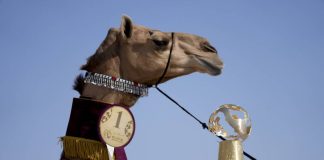 Concurso camellos qatar 2022