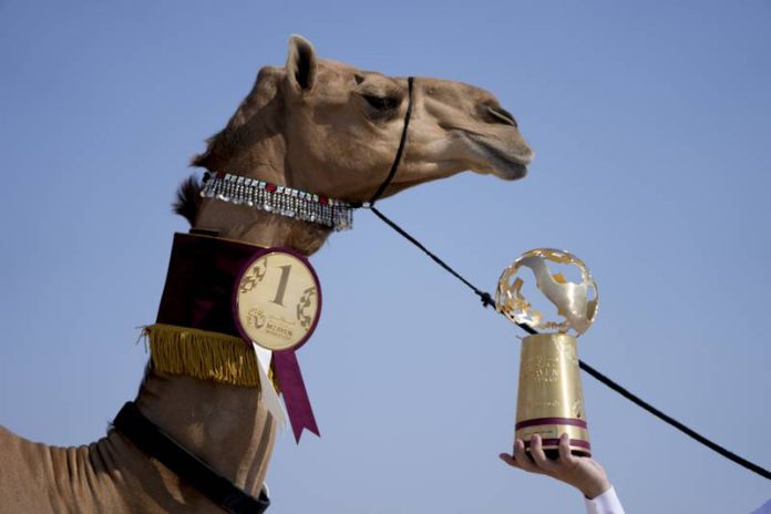Concurso camellos qatar 2022