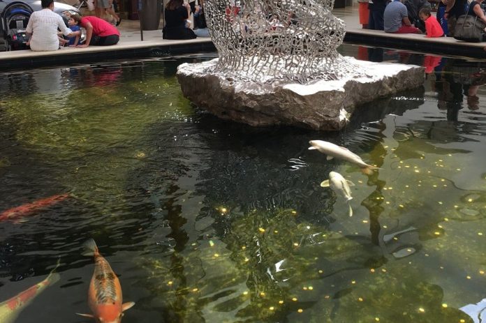 peces mueren Aventura Mall