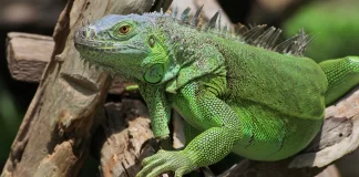 Iguana electricidad estado Florida-miaminews24