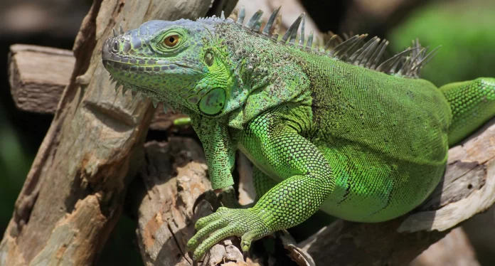 Iguana electricidad estado Florida-miaminews24