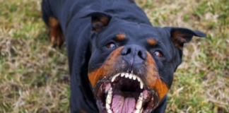 jauría perros mata niño