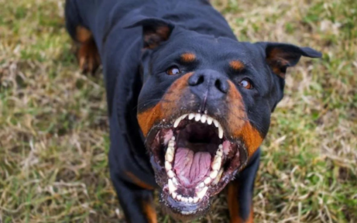 jauría perros mata niño