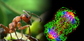 hormigas detectan el cáncer-miaminews24