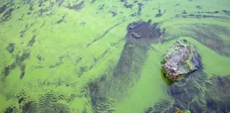 Algas toxicas en un lago de Chile crea preocupación - miaminews24