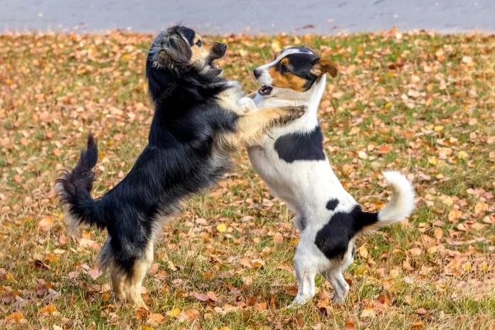 La mejor manera de recompensar a tu perro - miaminews24