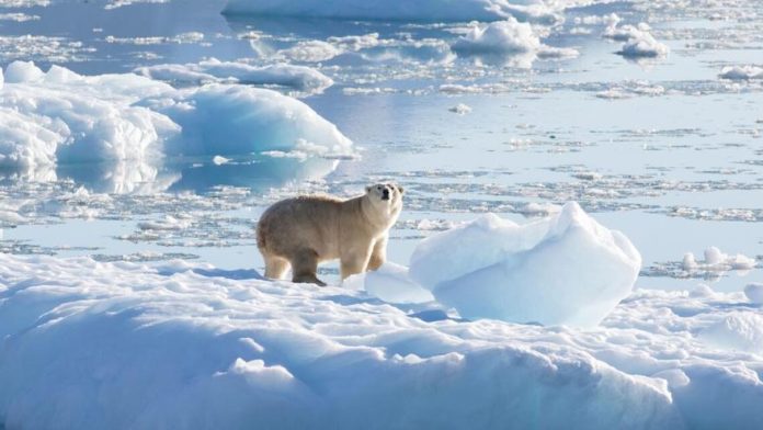 Un oso polar asesinó a dos personas en Alaska - miaminews24
