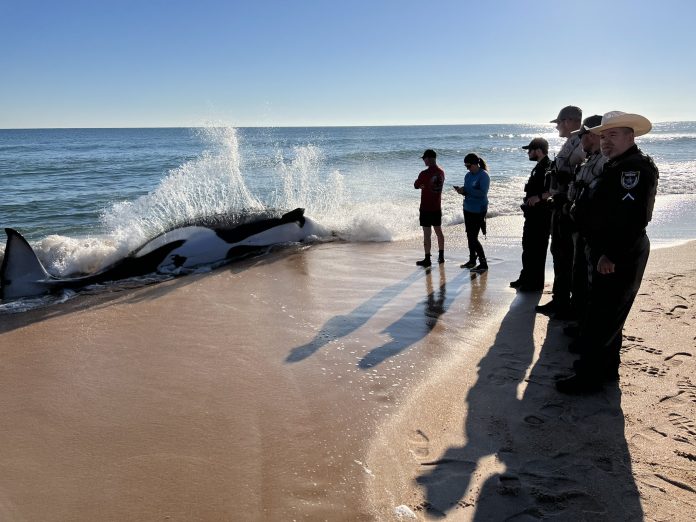 muerte Orca Palm coast