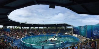 Miami Seaquarium show lolita-miaminews24