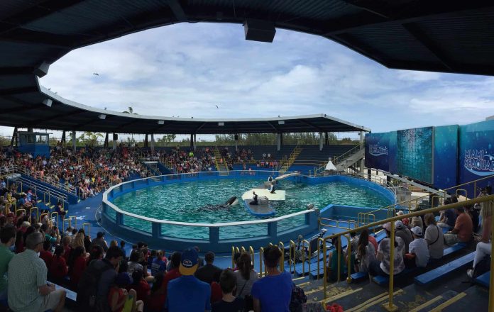 Miami Seaquarium show lolita-miaminews24