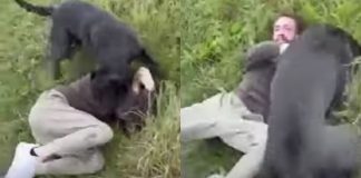 Perros atacan ferozmente a un pedófilo que tenía intenciones con una niña perros atacan pédofilo