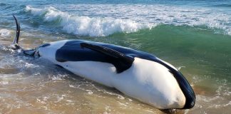 Orca palm coast Florida-miaminews24