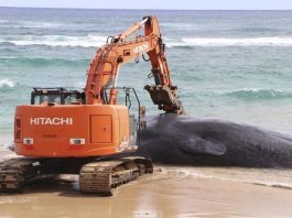 ballena Hawai muerta plástico