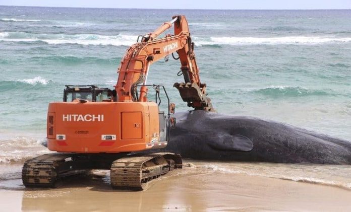 ballena Hawai muerta plástico
