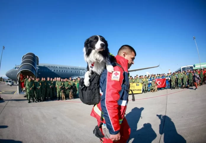 terremoto perros búsqueda rescate-miaminews24