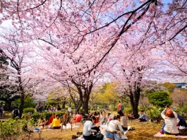 flor cerezo sakura japon-miaminews24