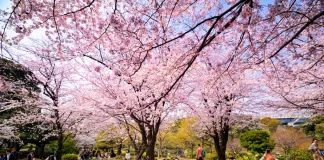 flor cerezo sakura japon-miaminews24