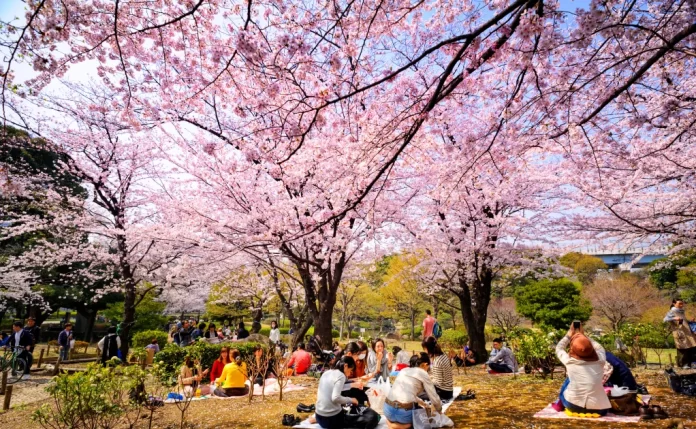 flor cerezo sakura japon-miaminews24