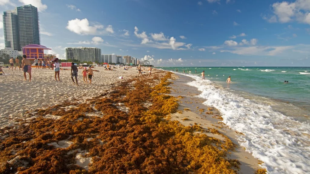 El sargazo se origina en una gran extensión del Océano Atlántico; llamada Mar de los Sargazos al suroeste de los Estados Unidos. 