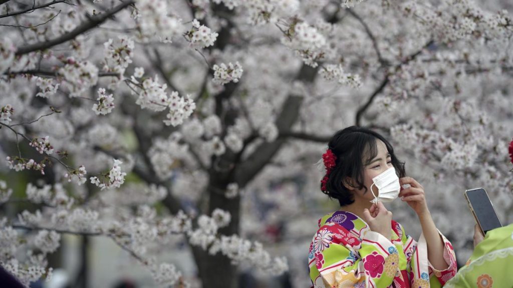 La temporada de cerezos en Japón adelanta su comienzo 10 días