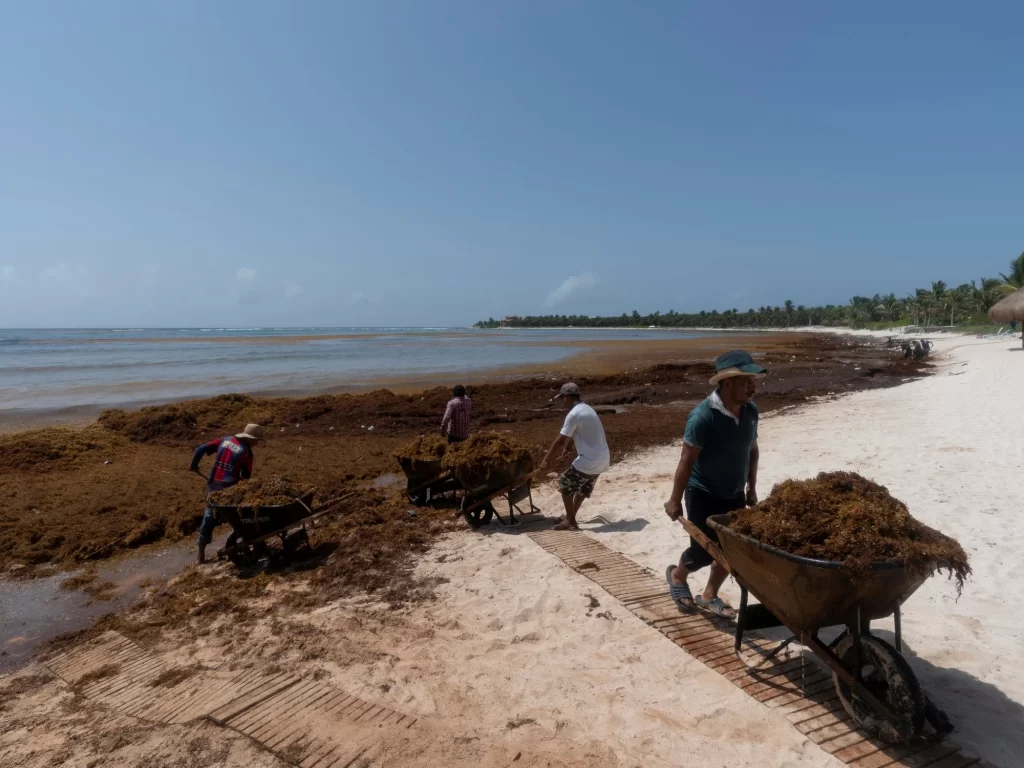 El sargazo puede llegar a dañar los ecosistemas marinos costeros al descomponerse. 