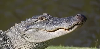 caimán Port Charlotte Florida-miaminews24