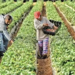 inmigrantes campesinos ayuda económica -miaminews24