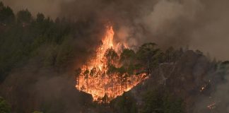 Tenerife incendio peor años-miaminews24