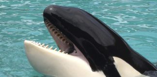 muere orca cautiva lolita-miaminews24