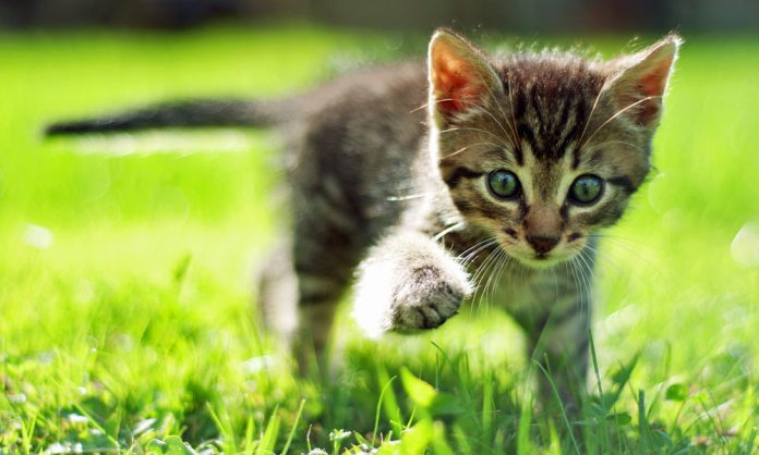 shutterstock_67901620-1000x600sfw-1