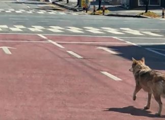 Corea del Sur despliega fuerzas especiales tras el rastro de un lobo fugitivo