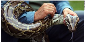 Inicia la cacería en los Everglades: Abren inscripciones para el Desafío de la Pitón 2026 en Florida