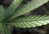 Paraguay libera a copiloto vinculado a MrBeast tras decomiso de avión con marihuana premium de Miami