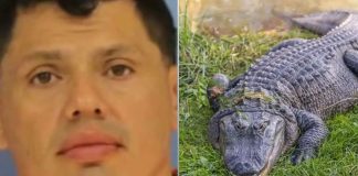 Sospechoso de conducir ebrio huye de la policía y es atacado por un caimán en un pantano de Louisiana
